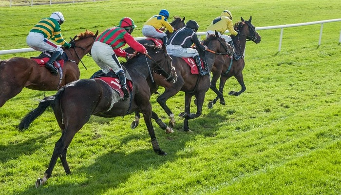 jockeys riding horses on a grass horse race track